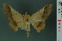  ( - RMNH.INS.11951.1)  @11 [ ] Unspecified (default): All Rights Reserved  Unspecified Unspecified