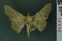  ( - RMNH.INS.11951.1)  @11 [ ] Unspecified (default): All Rights Reserved  Unspecified Unspecified