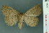  ( - RMNH.INS.11956)  @13 [ ] Unspecified (default): All Rights Reserved  Unspecified Unspecified