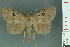  ( - RMNH.INS.14903)  @11 [ ] Unspecified (default): All Rights Reserved  Unspecified Unspecified