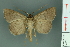  ( - RMNH.INS.14903)  @11 [ ] Unspecified (default): All Rights Reserved  Unspecified Unspecified