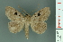  ( - RMNH.INS.14904)  @12 [ ] Unspecified (default): All Rights Reserved  Unspecified Unspecified