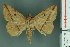  ( - RMNH.INS.14907)  @11 [ ] Unspecified (default): All Rights Reserved  Unspecified Unspecified