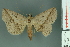  ( - RMNH.INS.14908)  @12 [ ] Unspecified (default): All Rights Reserved  Unspecified Unspecified
