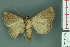  ( - RMNH.INS.14908)  @12 [ ] Unspecified (default): All Rights Reserved  Unspecified Unspecified
