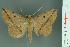  ( - RMNH.INS.14909)  @11 [ ] Unspecified (default): All Rights Reserved  Unspecified Unspecified