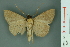  ( - RMNH.INS.14909)  @11 [ ] Unspecified (default): All Rights Reserved  Unspecified Unspecified