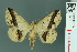  ( - RMNH.INS.14911)  @14 [ ] Unspecified (default): All Rights Reserved  Unspecified Unspecified