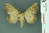  ( - RMNH.INS.14911)  @13 [ ] Unspecified (default): All Rights Reserved  Unspecified Unspecified