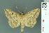  ( - RMNH.INS.14912)  @14 [ ] Unspecified (default): All Rights Reserved  Unspecified Unspecified