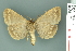 ( - RMNH.INS.14914)  @13 [ ] Unspecified (default): All Rights Reserved  Unspecified Unspecified