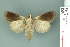  ( - RMNH.INS.14916)  @13 [ ] Unspecified (default): All Rights Reserved  Unspecified Unspecified
