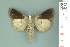  ( - RMNH.INS.14917)  @13 [ ] Unspecified (default): All Rights Reserved  Unspecified Unspecified