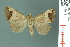  (Bocula bifaria - RMNH.INS.14918)  @14 [ ] Unspecified (default): All Rights Reserved  Unspecified Unspecified