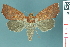  (Rusicada leucolopha - RMNH.INS.14923)  @14 [ ] Unspecified (default): All Rights Reserved  Unspecified Unspecified