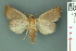  ( - RMNH.INS.14923)  @13 [ ] Unspecified (default): All Rights Reserved  Unspecified Unspecified