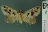  (Anoba rigida - RMNH.INS.14928)  @13 [ ] Unspecified (default): All Rights Reserved  Unspecified Unspecified