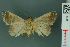  (Anoba rigida - RMNH.INS.14928)  @13 [ ] Unspecified (default): All Rights Reserved  Unspecified Unspecified