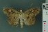  ( - RMNH.INS.14958)  @13 [ ] Unspecified (default): All Rights Reserved  Unspecified Unspecified