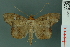  ( - RMNH.INS.14959)  @14 [ ] Unspecified (default): All Rights Reserved  Unspecified Unspecified