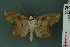  ( - RMNH.INS.14959)  @13 [ ] Unspecified (default): All Rights Reserved  Unspecified Unspecified