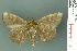  ( - RMNH.INS.14960)  @13 [ ] Unspecified (default): All Rights Reserved  Unspecified Unspecified