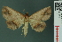  ( - RMNH.INS.14972)  @14 [ ] Unspecified (default): All Rights Reserved  Unspecified Unspecified