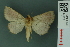  ( - RMNH.INS.14972)  @13 [ ] Unspecified (default): All Rights Reserved  Unspecified Unspecified
