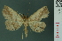  (Tamba cosmoloma - RMNH.INS.14973)  @14 [ ] Unspecified (default): All Rights Reserved  Unspecified Unspecified