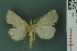  ( - RMNH.INS.14973)  @13 [ ] Unspecified (default): All Rights Reserved  Unspecified Unspecified