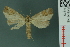  ( - RMNH.INS.14975)  @13 [ ] Unspecified (default): All Rights Reserved  Unspecified Unspecified