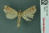  ( - RMNH.INS.14975)  @13 [ ] Unspecified (default): All Rights Reserved  Unspecified Unspecified