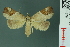 (Tamba cautiperas - RMNH.INS.14976)  @14 [ ] Unspecified (default): All Rights Reserved  Unspecified Unspecified