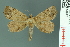  ( - RMNH.INS.14977)  @11 [ ] Unspecified (default): All Rights Reserved  Unspecified Unspecified