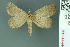  ( - RMNH.INS.14977)  @11 [ ] Unspecified (default): All Rights Reserved  Unspecified Unspecified