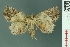  (Tamba diaphora - RMNH.INS.14979)  @14 [ ] Unspecified (default): All Rights Reserved  Unspecified Unspecified