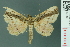  ( - RMNH.INS.14980)  @14 [ ] Unspecified (default): All Rights Reserved  Unspecified Unspecified