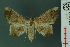  ( - RMNH.INS.19006)  @11 [ ] Unspecified (default): All Rights Reserved  Unspecified Unspecified