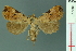  (Oglasa costisignata - RMNH.INS.19022)  @14 [ ] Unspecified (default): All Rights Reserved  Unspecified Unspecified