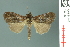  (Chorsia rufitincta - RMNH.INS.19028)  @14 [ ] Unspecified (default): All Rights Reserved  Unspecified Unspecified