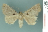  ( - RMNH.INS.19029)  @13 [ ] Unspecified (default): All Rights Reserved  Unspecified Unspecified