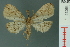  ( - RMNH.INS.19033)  @11 [ ] Unspecified (default): All Rights Reserved  Unspecified Unspecified
