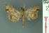  (Adrapsa ereboides - RMNH.INS.19039)  @13 [ ] Unspecified (default): All Rights Reserved  Unspecified Unspecified