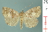  (Hypena ischyra - RMNH.INS.19057)  @13 [ ] Unspecified (default): All Rights Reserved  Unspecified Unspecified