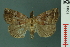  ( - RMNH.INS.19059)  @13 [ ] Unspecified (default): All Rights Reserved  Unspecified Unspecified