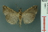  ( - RMNH.INS.19060)  @13 [ ] Unspecified (default): All Rights Reserved  Unspecified Unspecified