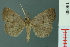  (Hypena parvigrisea - RMNH.INS.19069)  @14 [ ] Unspecified (default): All Rights Reserved  Unspecified Unspecified