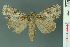  (Acronicta pruinosa - RMNH.INS.19080)  @14 [ ] Unspecified (default): All Rights Reserved  Unspecified Unspecified