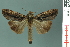  ( - RMNH.INS.19090)  @14 [ ] Unspecified (default): All Rights Reserved  Unspecified Unspecified