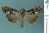  ( - RMNH.INS.19091)  @14 [ ] Unspecified (default): All Rights Reserved  Unspecified Unspecified